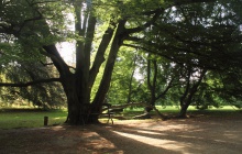 Zmeck park